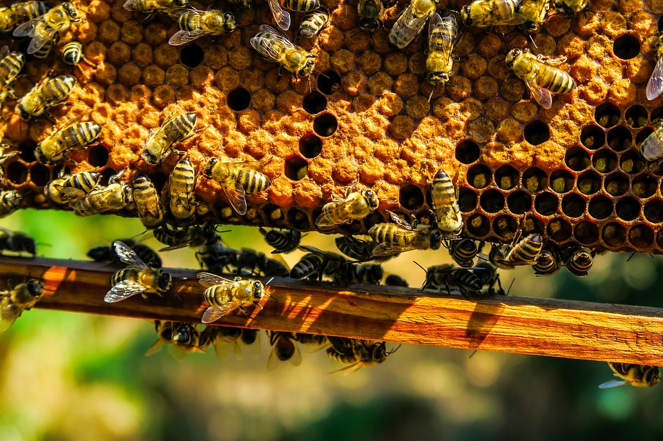 Dary od pszczół, część 1