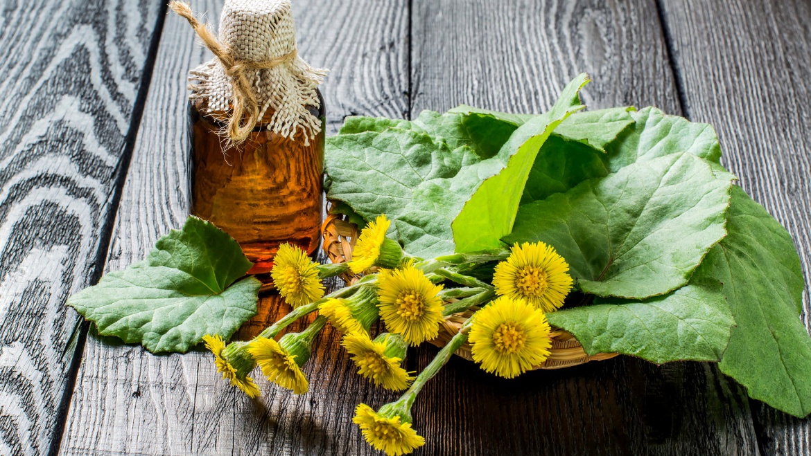 Kwiat podbiału – na zdrowe gardło, przeziębienie i dobre trawienie